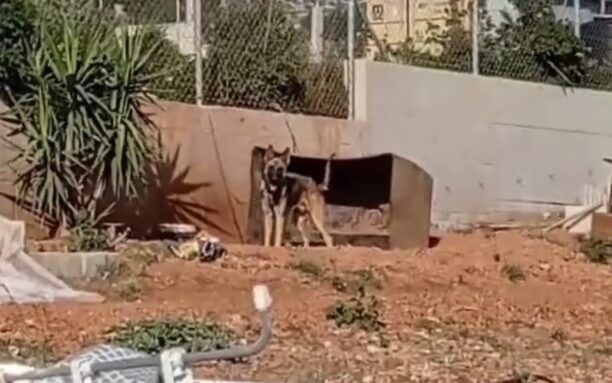 Φέριζα Αττικής: Σκύλος μονίμως δεμένος με κοντή αλυσίδα δεν κακοποιείται σύμφωνα με την Αστυνομία (βίντεο)