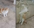 Άγιος Δημήτριος Αττικής: Βρέθηκε απαγχονισμένο αδέσποτο γατάκι που φρόντιζε φιλόζωη