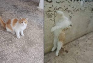 Άγιος Δημήτριος Αττικής: Βρέθηκε απαγχονισμένο αδέσποτο γατάκι που φρόντιζε φιλόζωη