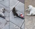 Γέρακας Αττικής: Με φόλες σκότωσε γάτες στην κεντρική πλατεία (βίντεο)