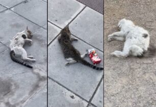 Γέρακας Αττικής: Με φόλες σκότωσε γάτες στην κεντρική πλατεία (βίντεο)