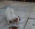 Γλυφάδα Αττικής: Έκκληση για γάτα με καρκίνο (βίντεο)