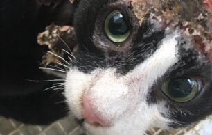 Ίλιον Αττικής: Γάτα με σοβαρά εγκαύματα στο κεφάλι και στο σώμα περιφερόταν στην οδό Μεθώνης