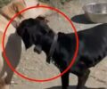 Ηράκλειο Κρήτης: Συνελήφθη ο άνδρας που κακοποιούσε τον σκύλο του κάνοντας του ηλεκτροσόκ με κολάρο (βίντεο)