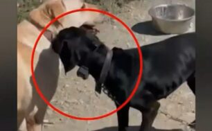 Ηράκλειο Κρήτης: Συνελήφθη ο άνδρας που κακοποιούσε τον σκύλο του κάνοντας του ηλεκτροσόκ με κολάρο (βίντεο)