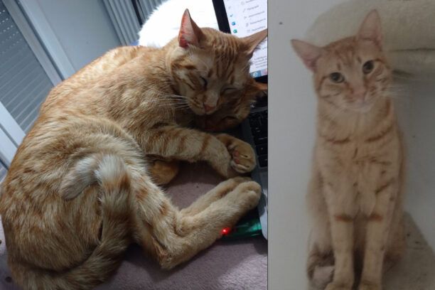 Χάθηκε αρσενική στειρωμένη γάτα στην Καλλιθέα Αττικής