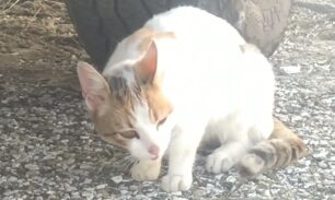 Καστοριά: Έσωσε γάτα που υπέφερε από περιλαίμιο που είχε μπει μέσα στον λαιμό της (βίντεο)