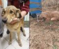 Κατερίνη Πιερίας: Έκλεισε σκύλο σε αυτοσχέδιο σιδερένιο κλουβί και τον εγκατέλειψε (βίντεο)