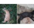 Κονοπίνα Αιτωλοακαρνανίας: Νεκρά ζώα, τουλάχιστον 10 σκυλιά και γάτες από φόλες