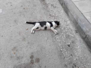Κόρινθος: Με φόλες δολοφόνησε γάτες