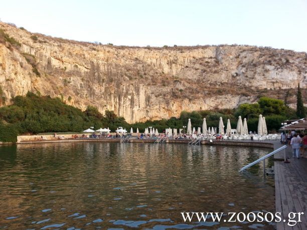 Χτύπησε γάτα στη λίμνη Βουλιαγμένης και παραλίγο να τον αθωώσουν