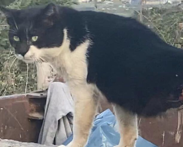 Λιτόχωρο Πιερίας: Έκκληση για τη σωτηρία γάτας που συρμάτινη θηλιά της έχει κόψει την κοιλιά