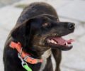 Bρέθηκε-Χάθηκε θηλυκός σκύλος στους Αμπελόκηπους στην Αθήνα