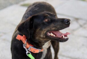 Bρέθηκε-Χάθηκε θηλυκός σκύλος στους Αμπελόκηπους στην Αθήνα