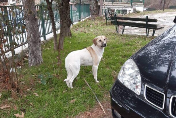 Μανιάκοι Καστοριάς: Βασάνισε σέρνοντας αδέσποτο σκύλο στην άσφαλτο με το Ι.Χ. και τελικά τον πυροβόλησε