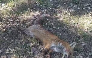 Μανιάκοι Καστοριάς: Βασάνισε μέχρι θανάτου αλεπού κόβοντας και τα 4 πόδια της (βίντεο)
