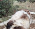 Μανιάκοι Καστοριάς: Σκύλος πυροβολημένος, ένας ακόμα νεκρός δεμένος σε δέντρο και άλλα πτώματα και οστά ζώων (βίντεο)