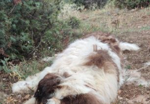 Μανιάκοι Καστοριάς: Σκύλος πυροβολημένος, ένας ακόμα νεκρός δεμένος σε δέντρο και άλλα πτώματα και οστά ζώων (βίντεο)