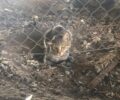 Μαρούσι Αττικής: Εθελοντές διασώστες έσωσαν γάτα που σφήνωσε στην περίφραξη του Προαστιακού – Η Πυροσβεστική αρνήθηκε να βοηθήσει