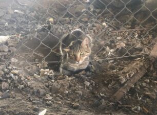 Μαρούσι Αττικής: Εθελοντές διασώστες έσωσαν γάτα που σφήνωσε στην περίφραξη του Προαστιακού – Η Πυροσβεστική αρνήθηκε να βοηθήσει