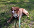 Χάθηκε αρσενικός σκύλος στον Βοτανικό στην Αθήνα