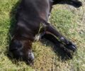 Μώλος Φθιώτιδας: Με φόλες δολοφόνησε 8 σκυλιά