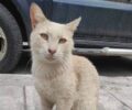 Χάθηκε αρσενική στειρωμένη γάτα στον Γέρακα Αττικής
