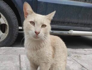 Χάθηκε αρσενική στειρωμένη γάτα στον Γέρακα Αττική