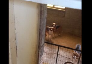 Ναύπακτος Αιτωλοακαρνανίας: Έκκληση για την υιοθεσία 9 σκυλιών που συλλέκτρια είχε καταδικάσει να ζουν σε υπόγειο (βίντεο)