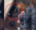 Εκπρόσωπος ΕΛ.ΑΣ.: Καμιά καταγγελία δεν έγινε στο Α.Τ. Νίκαιας για ηλικιωμένη που σε βίντεο φαίνεται να κακοποιεί γάτα