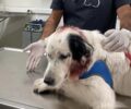 Παλαιό Φάληρο Αττικής: Βρήκαν τον σκύλο τους πυροβολημένο με αεροβόλο