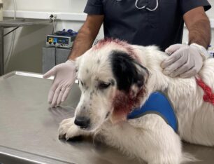 Παλαιό Φάληρο Αττικής: Βρήκαν τον σκύλο τους πυροβολημένο με αεροβόλο