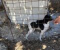 Πάρος: Γυναίκα άφηνε τον άρρωστο σκύλο της σε κλουβί να αργοπεθαίνει στο Άσπρο Χωριό