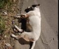 Πέραμα Αττικής: Τελικά αυτοκίνητο παρέσυρε και εγκατέλειψε θανάσιμα τραυματισμένο αδέσποτο σκύλο (βίντεο)