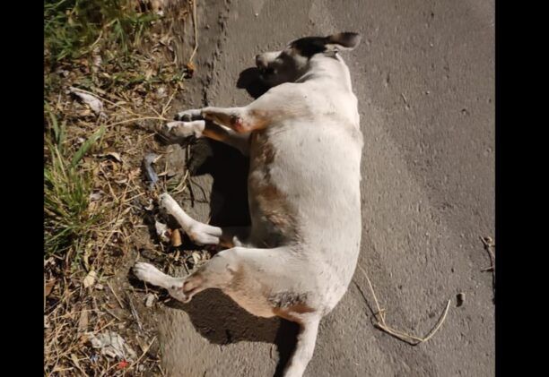 Πέραμα Αττικής: Τελικά αυτοκίνητο παρέσυρε και εγκατέλειψε θανάσιμα τραυματισμένο αδέσποτο σκύλο (βίντεο)