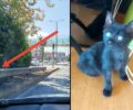 Ψάχνουν να βρουν σπιτικό για το γατάκι που έσωσαν από το διάζωμα στη λ. Κηφισιάς στο Ψυχικό Αττικής (βίντεο)