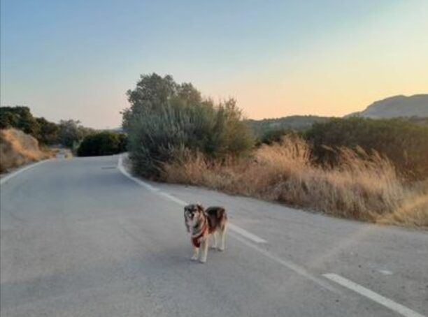Χίος: Ακόμα ένας σκύλος δολοφονημένος με φόλα στην Κώμη