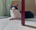 Αθήνα: Χάθηκε αρσενική ασπρόμαυρη γάτα στη Λαμπρινή