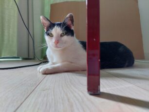 Αθήνα: Χάθηκε αρσενική ασπρόμαυρη γάτα στη Λαμπρινή