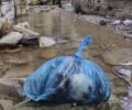 Ρογκοβό Ιωαννίνων: Τουρίστες βρήκαν κουτάβια νεκρά μέσα σε σακούλα πεταμένα σε ποτάμι