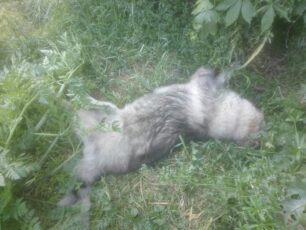 Σοχός Θεσσαλονίκης: Μαζική δολοφονία ζώων με φόλες