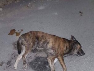Τρίλοφος Θεσσαλονίκης: Σκύλος δολοφονημένος με φόλα