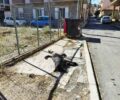 Τρίπολη Αρκαδίας: Ακόμα ένα σκύλος δολοφονημένος με φόλα
