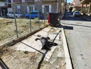 Τρίπολη Αρκαδίας: Ακόμα ένα σκύλος δολοφονημένος με φόλα