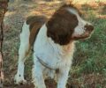 Βρέθηκε - Χάθηκε σκύλος στο Γαλάτσι Αττικής