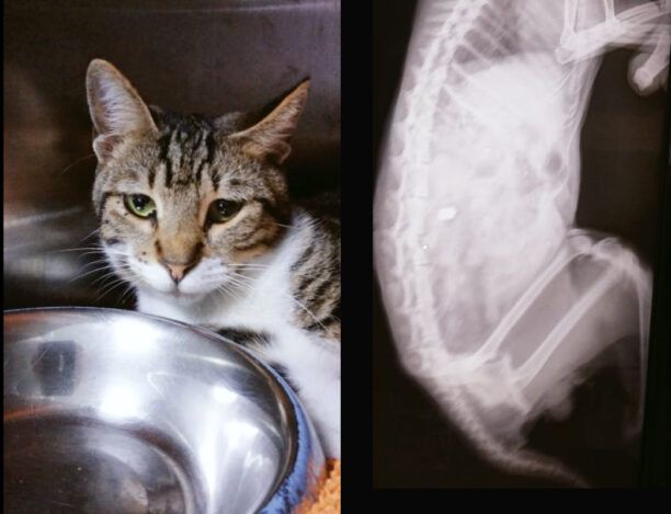 Χανιά: Παράλυτη θα μείνει η γάτα που πυροβολήθηκε με αεροβόλο