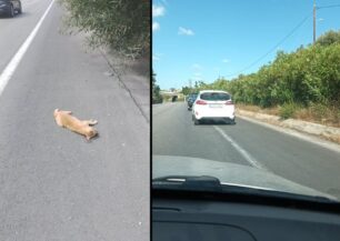 Χανιά: Σκότωσε γάτα πετώντας την από αυτοκίνητο και παρά την καταγγελία η Αστυνομία αδιαφόρησε για τον εντοπισμό του οδηγού