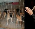 Υιοθέτησε τα σκυλιά του Σταύρου Ξαρχάκου – Μη επαρκείς εξηγήσεις από την αρμόδια του Δήμου Αθηναίων (βίντεο)