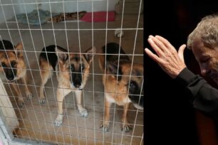 Υιοθέτησε τα σκυλιά του Σταύρου Ξαρχάκου – Μη επαρκείς εξηγήσεις από την αρμόδια του Δήμου Αθηναίων (βίντεο)