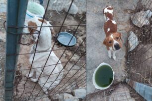 Χίος: Σκελετωμένα σκυλιά μέσα σε κλουβιά στα χέρια βασανιστή ζώων (βίντεο)